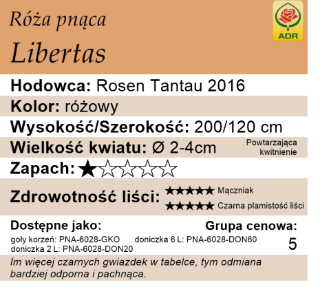 cechy róży pnącej Libertas