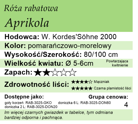 cechy róży rabatowej Aprikola