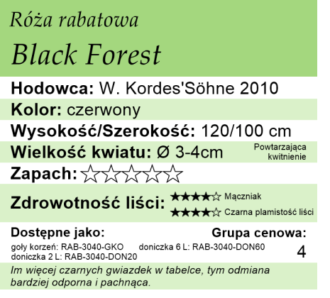 cechy róży rabatowej Black Forest Rose