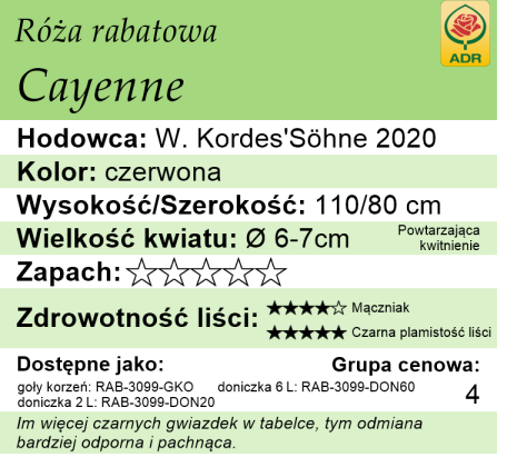 cechy róży rabatowej Cayenne