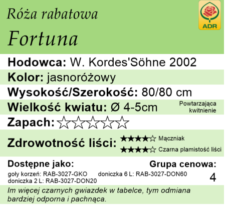 cechy róży rabatowej Fortuna