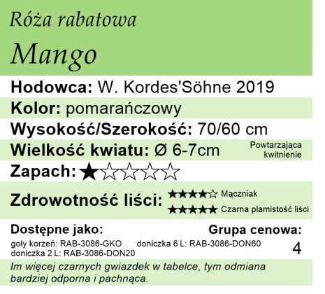 cechy róży rabatowej Mango