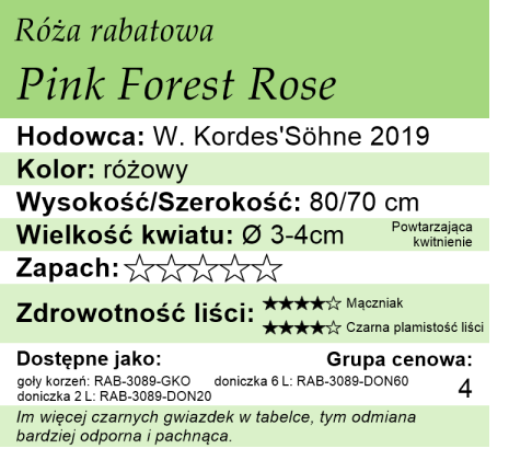 cechy róży rabatowej Pink Forest Rose