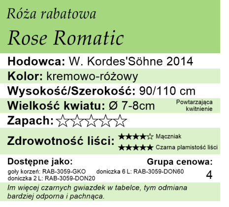 cechy róży rabatowej Rose Romatic