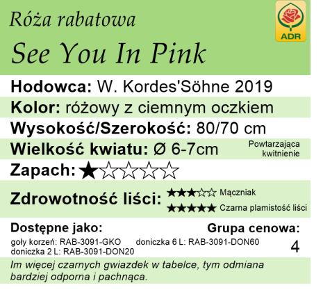 cechy róży rabatowej See You In Pink.