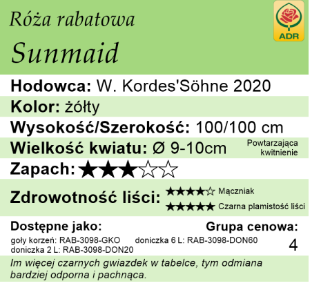 cechy róży rabatowej Sunmaid