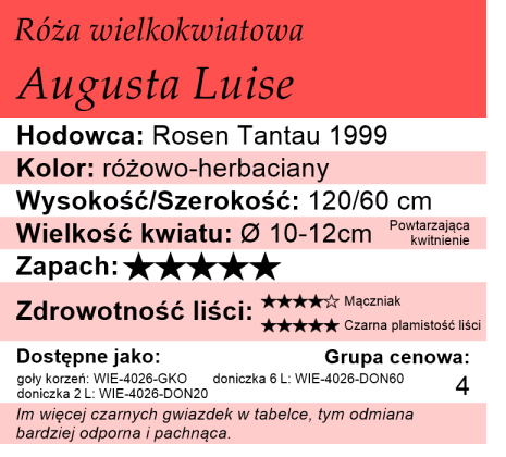 cechy róży wielkokwiatowej Augusta Luise