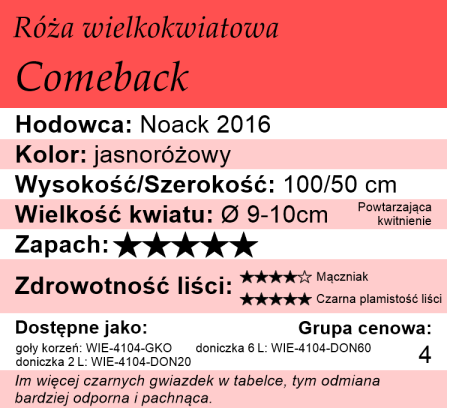 cechy róży wielkokwiatowej Comeback