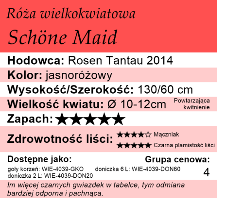 cechy róży wielkokwiatowej Schöne Maid